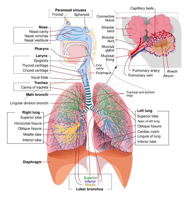 Respiratory System Complete En Vector
