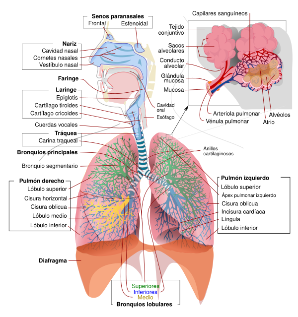 Respiratory System Complete Es