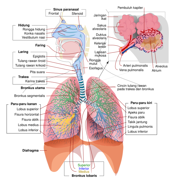 Respiratory System Complete Id