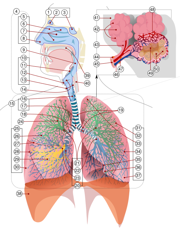 Respiratory System Complete Numbered