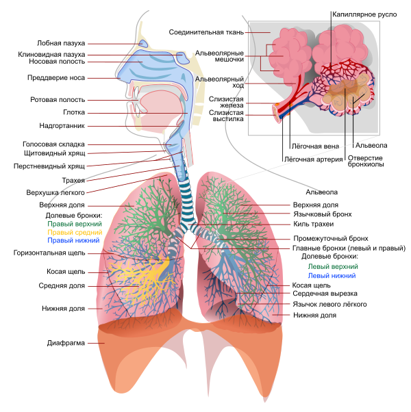 Respiratory System Complete Ru