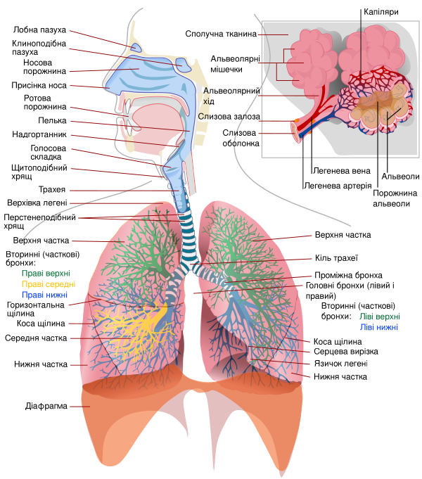 Respiratory System Complete Uk