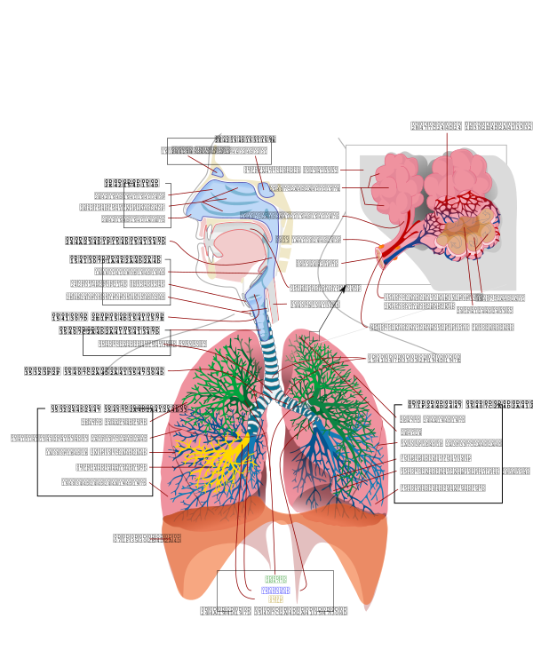 Respiratory System Malayalam