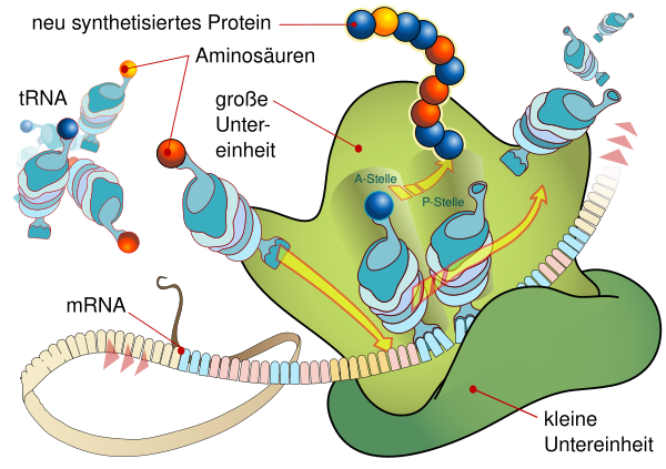 Ribosome MRNA Translation De