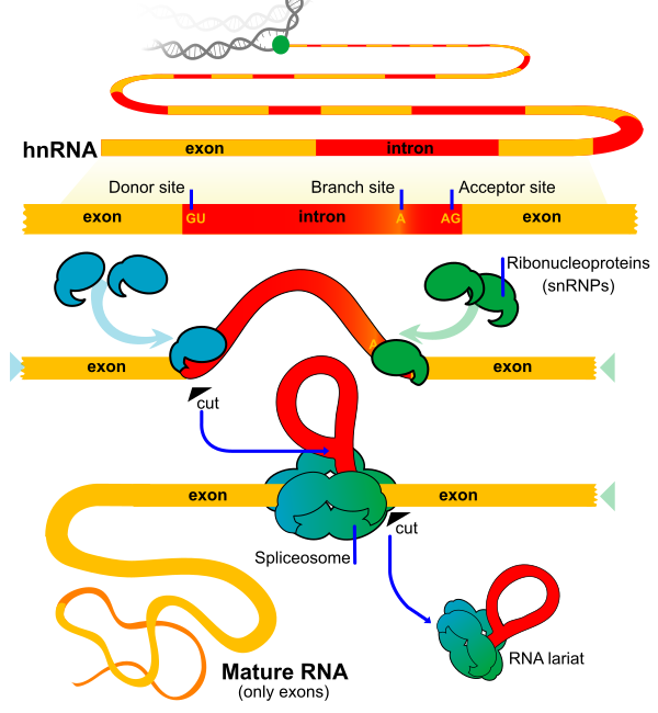 RNA Splicing Diagram En
