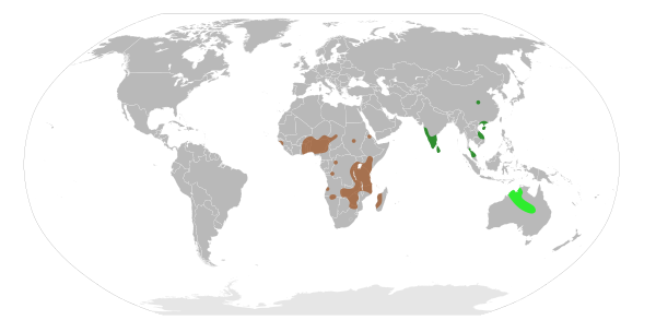 Rothia Distribution