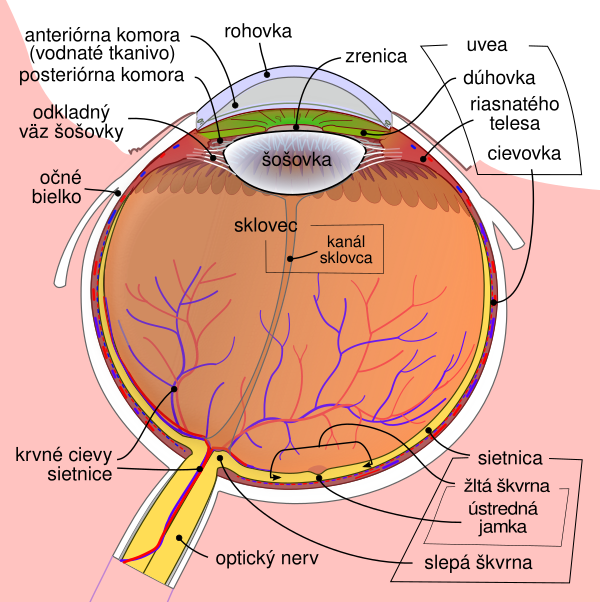 Schematic Diagram Of The Human Eye Sk Vector