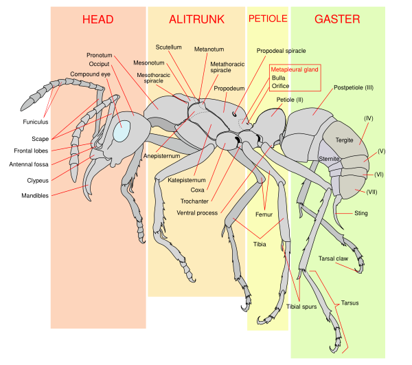 Scheme Ant Worker Anatomy En Vector
