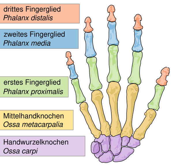 Scheme Human Hand Bones De