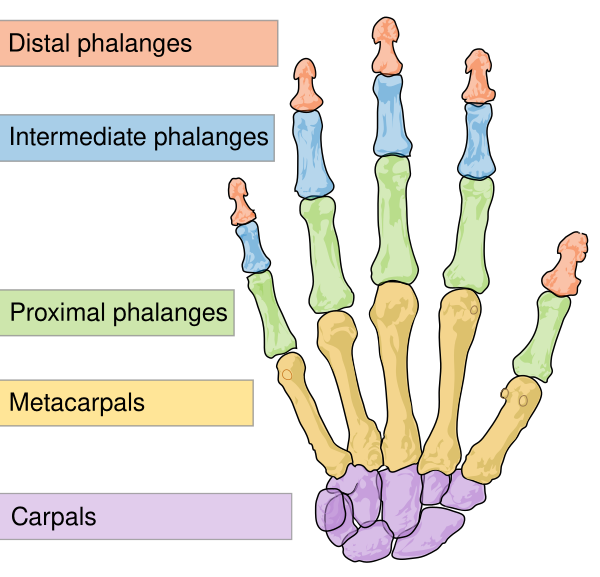Scheme Human Hand Bones En