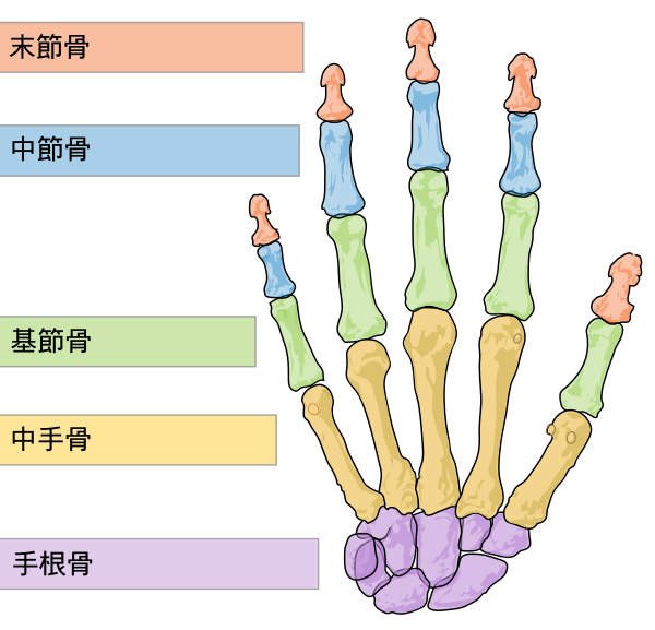 Scheme Human Hand Bones Ja