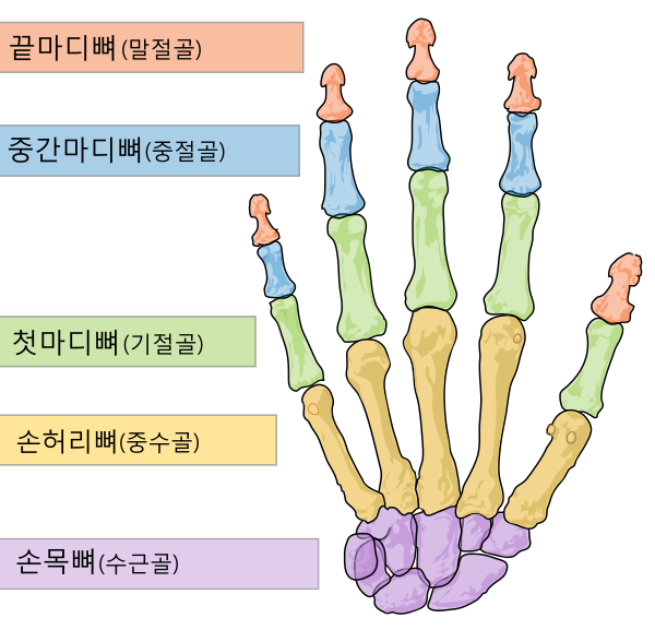 Scheme Human Hand Bones Ko