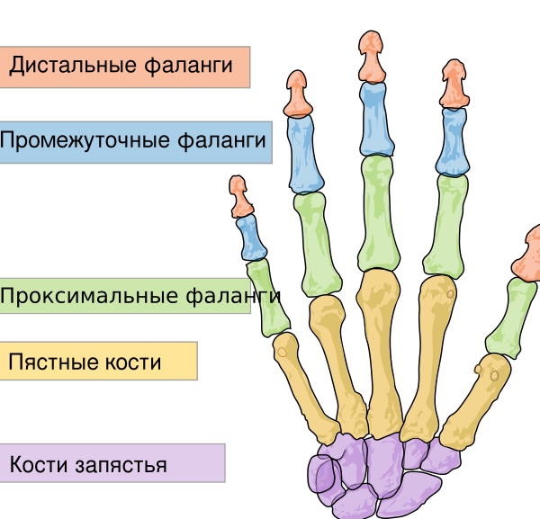 Scheme Human Hand Bones Ru