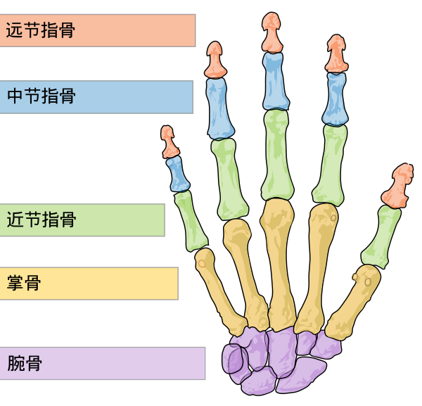 Scheme Human Hand Bones Zh