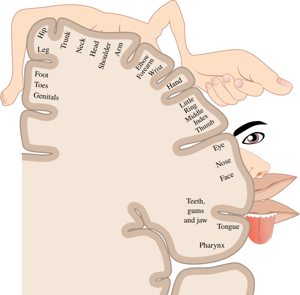 Sensory Homunculus En
