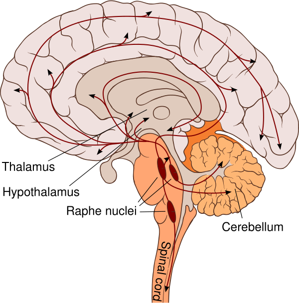 Serotonergic Neurons