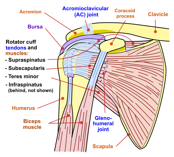 Shoulder Joint