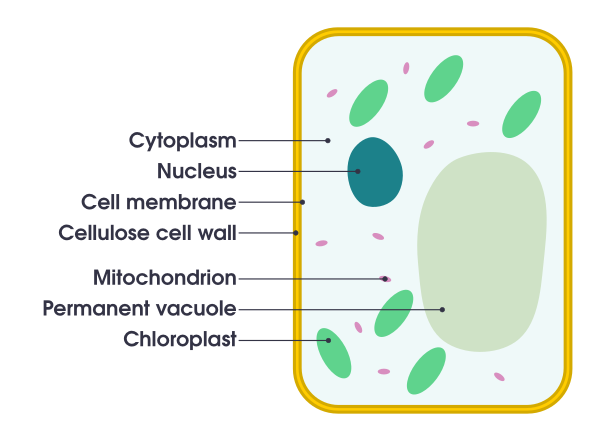 Simple Diagram Of Plant Cell (en)