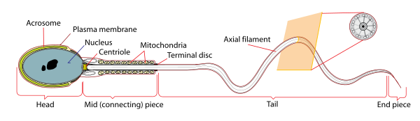 Simplified Spermatozoon Diagram