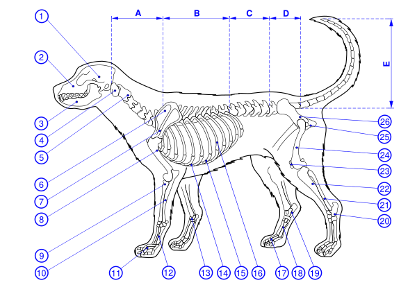 Skeleton Of A Dog Diagram Ver.2