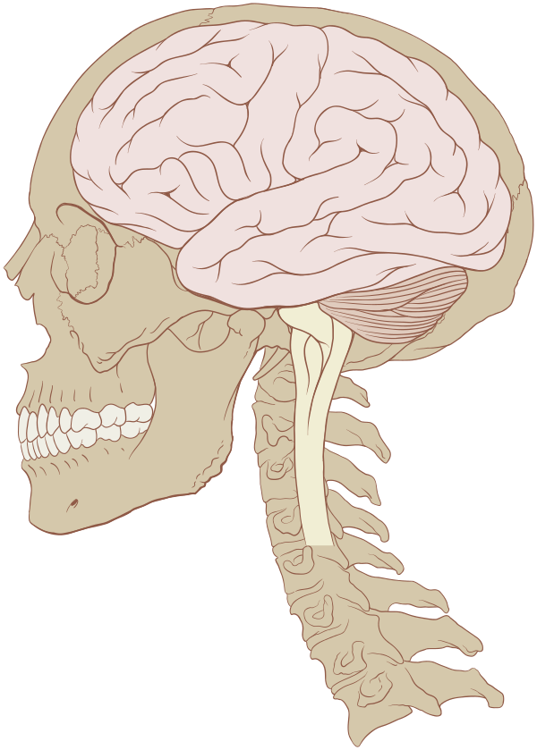 Skull And Brain Normal Human