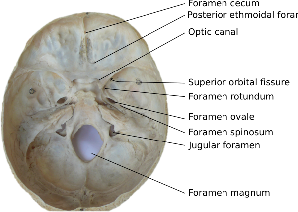 Skull Foramina Labeled Vector