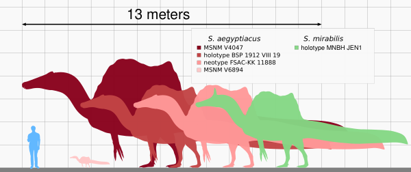 Spinosaurus Size Comparison