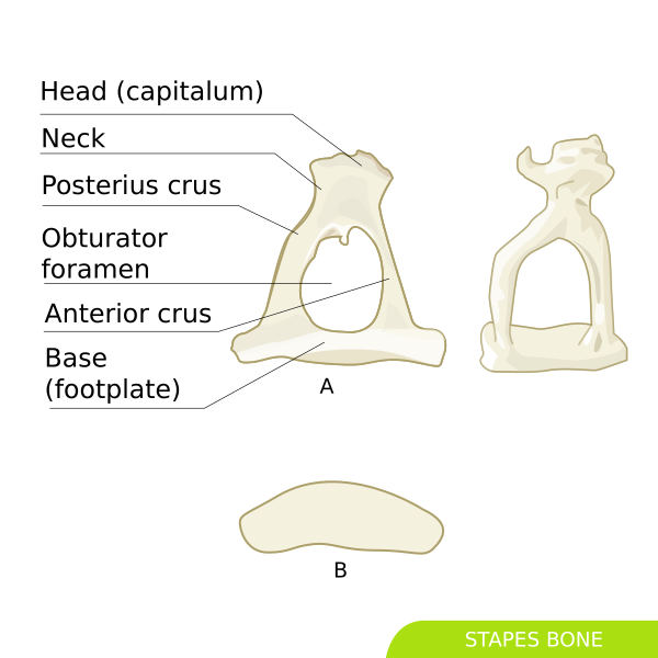 Stapes Bone Svg Hariadhi Vector