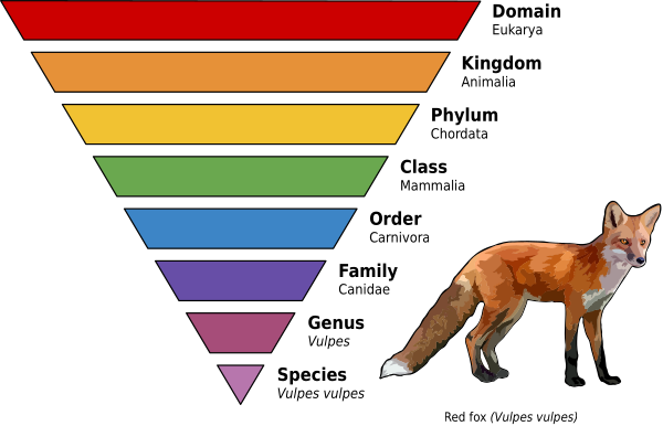 Taxonomic Rank Graph Vector