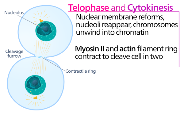 Telophase
