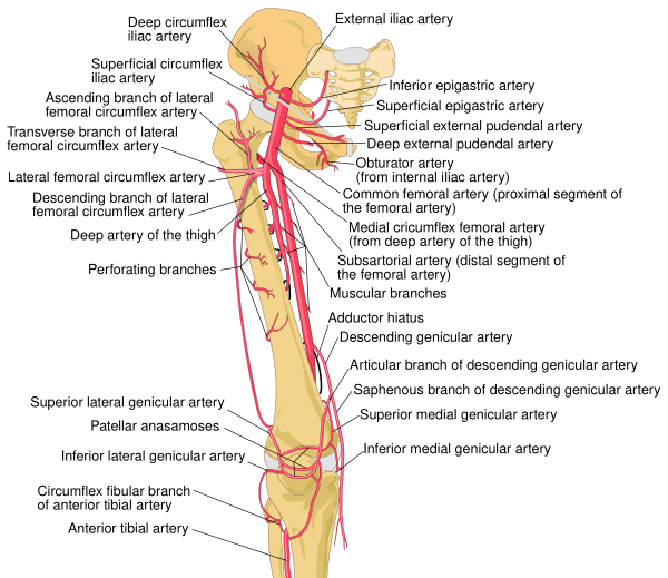Thigh Arteries Schema