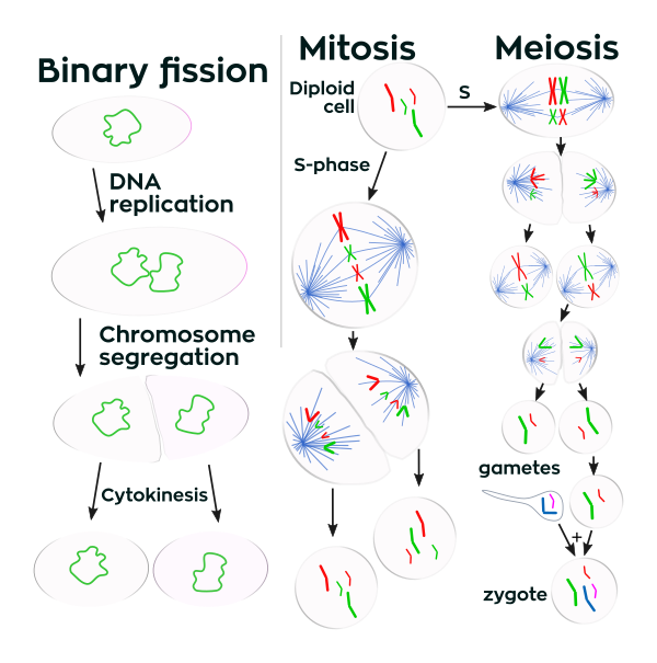 Three Cell Growth Types Vector
