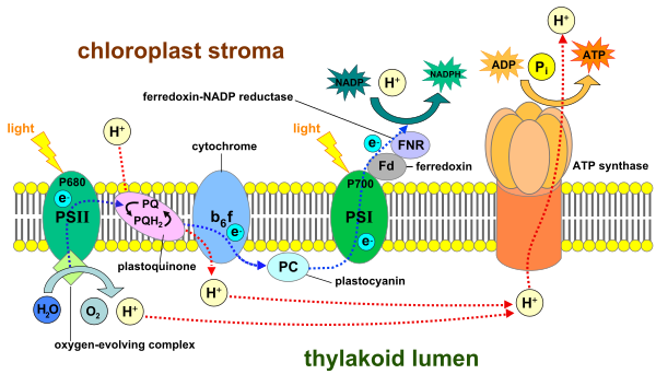 Thylakoid Membrane 3