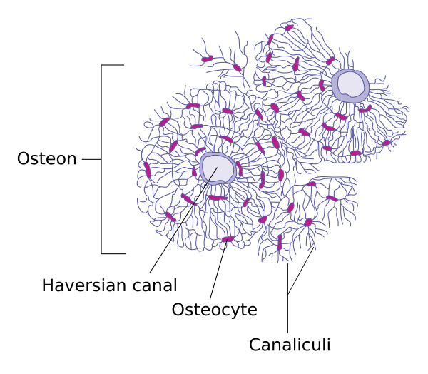 Transverse Section Of Bone En