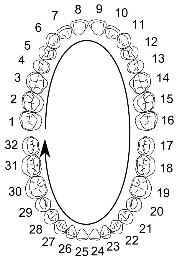 Universal Numbering System
