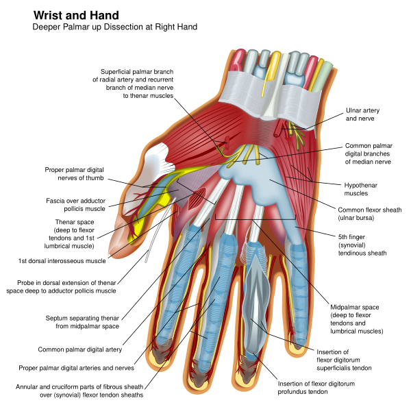 Wrist And Hand Deeper Palmar Dissection En Vector