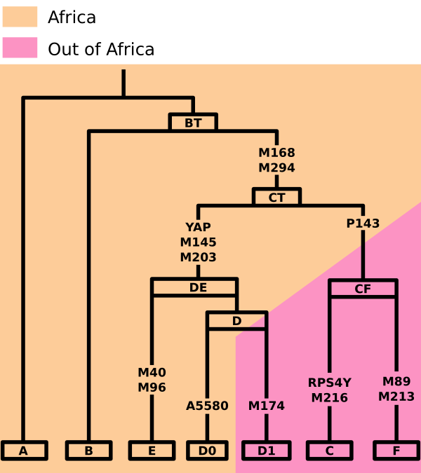 Y DNA Tree Vector