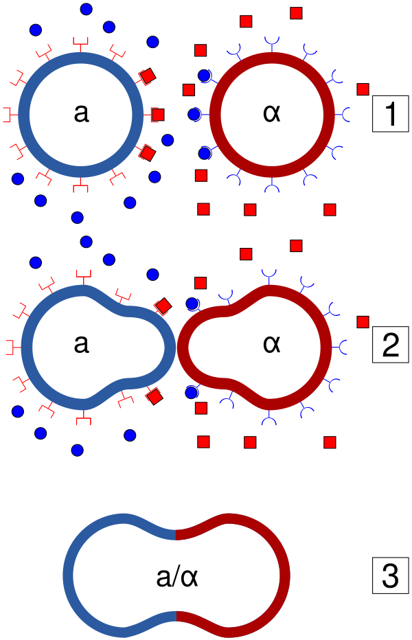 Yeast Mating Scheme
