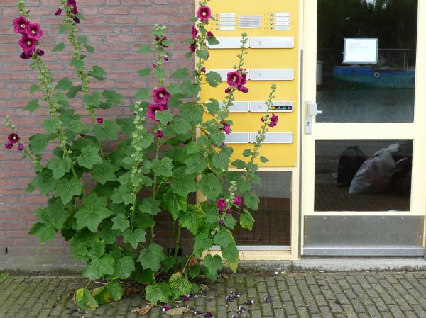2009.07 - 'Urban nature: flowers', flourishing hollyhocks decorating the mailboxes, on the border of Nieuwe Vaart in the center of Amsterdam in Summer; Dutch photo - urban photography by Fons Heijnsbr...