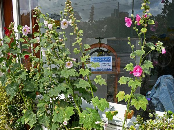 2009.07 - 'Urban Nature: flowers', flourishing hollyhocks in front of the laundry shop-window - in the street Weteringsschans, Summer Amsterdam; Dutch photo - urban photography by Fons Heijnsbroek, Th...