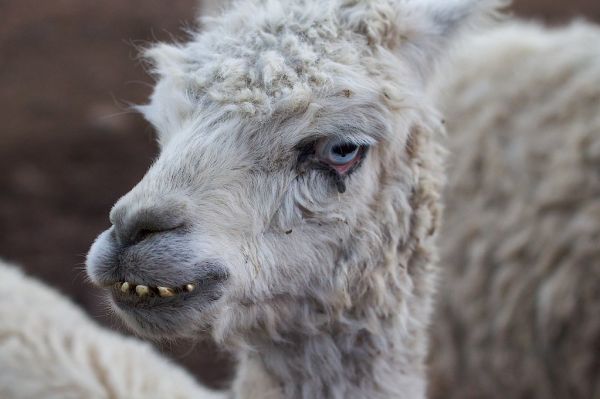 2010/365/2 A Face Only a Llama Mother Could Love