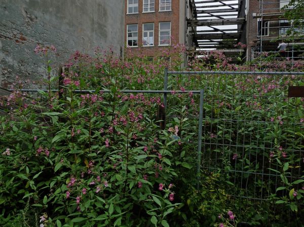 2015.08 - Amsterdam photo of urban Nature in Summer; flowering vegetation in the heart of the city - geotagged free urban picture, in public domain / Commons; ; Dutch photography, Fons Heijnsbroek, Th...