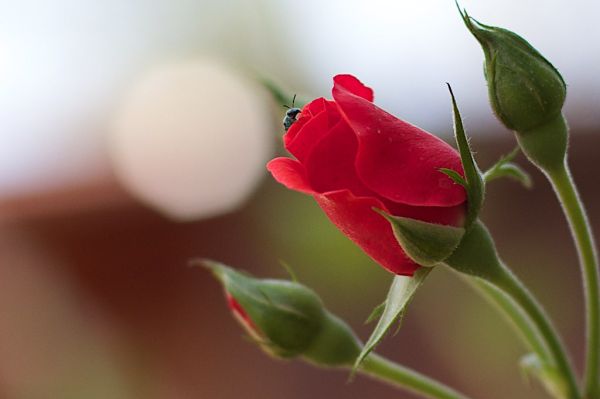 2017/365/250 Kiss The Bokeh