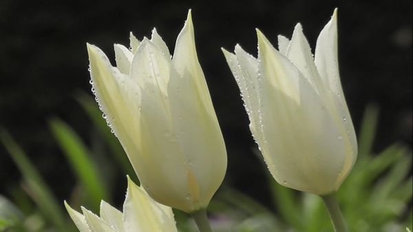 2022163-WHITE TULIPS