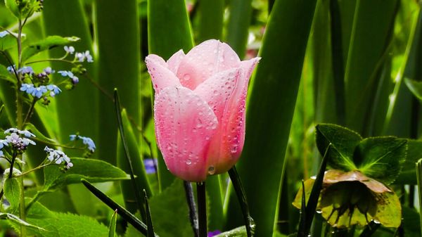 2022166-PINK FLOWER UNDER THE RAIN