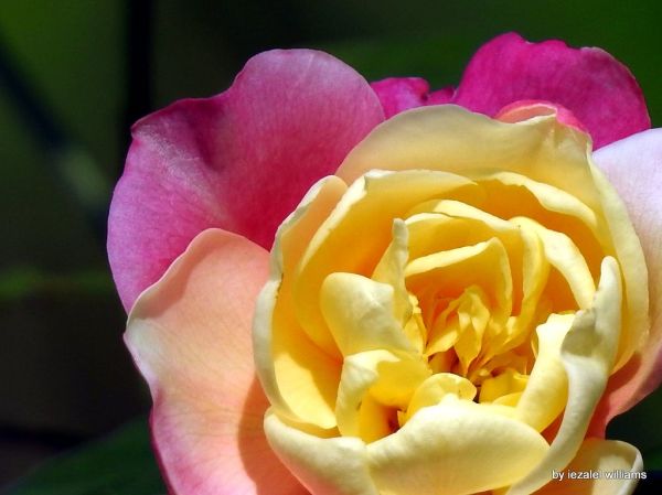 A beauty for your heart - DSCN1532