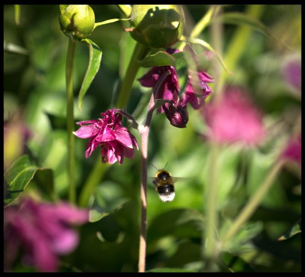A bumblebee and european columbine