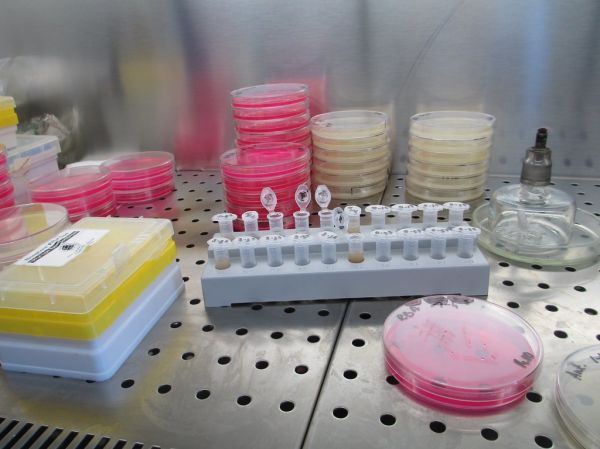 A day in the lab