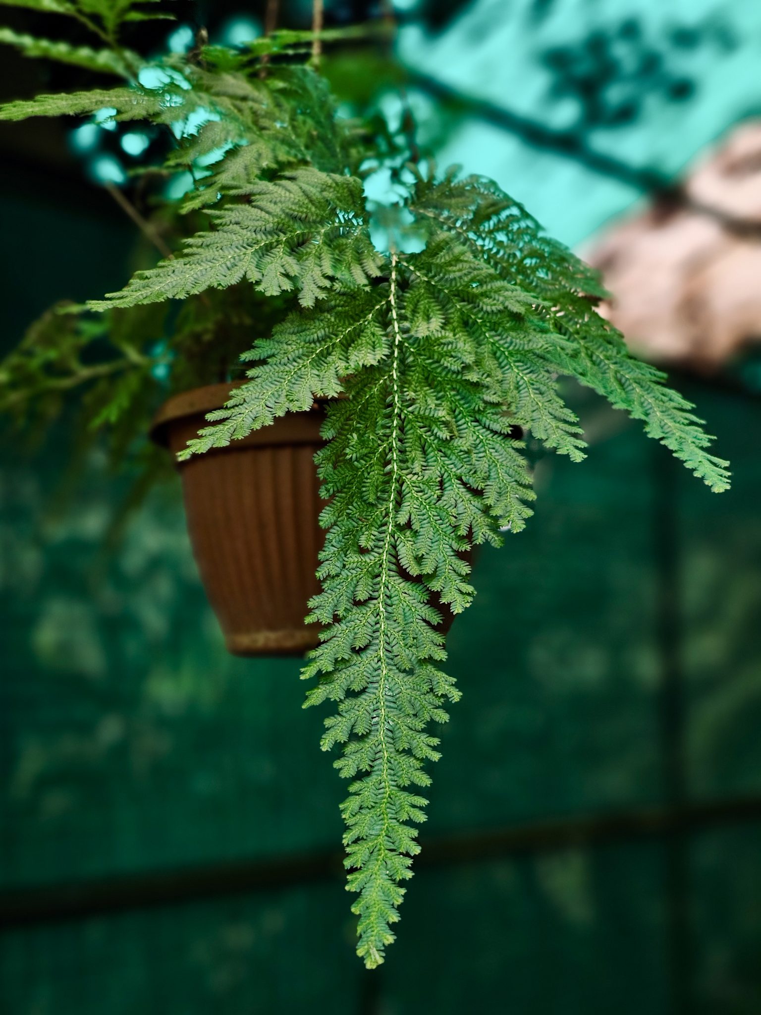 A delicate hanging fern with finely detailed green fronds captured at the Malabar Botanical Garden, Kozhikode, Kerala. The soft background and natural light bring out the texture and the garden plant’...