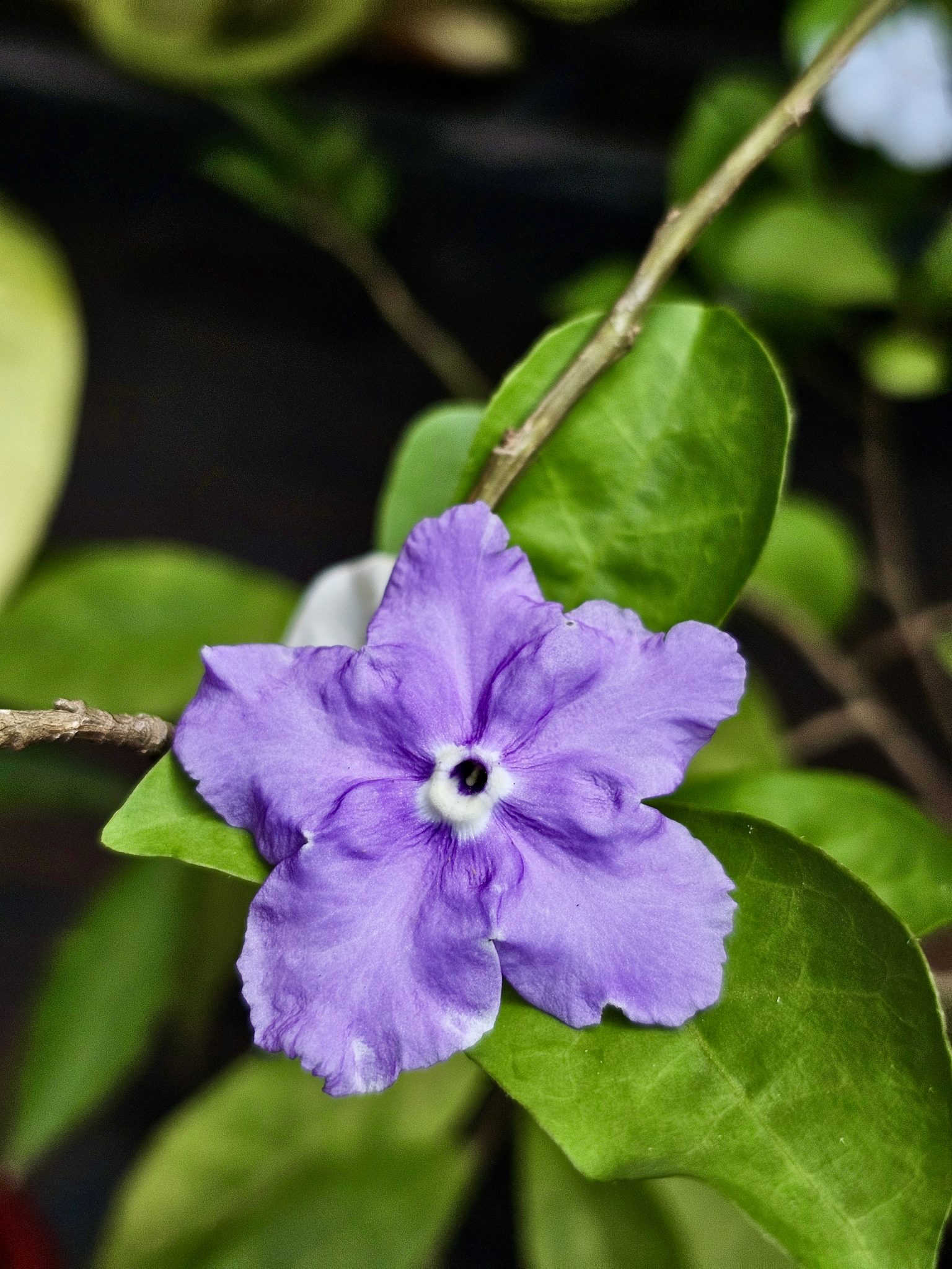 A delicate purple flower blooming among green leaves. The soft petals and natural colors highlight the beauty of garden plants in this close-up photo captured in Perumanna, Kozhikode.